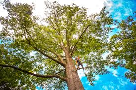 How Our Tree Care Process Works  in  Pine Beach, NJ