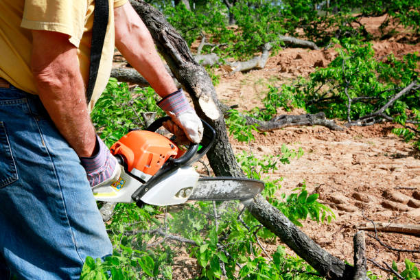 Best Lawn Watering Services  in Pine Beach, NJ